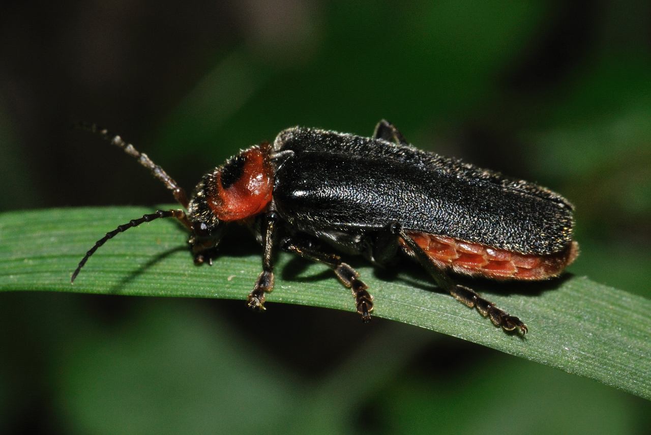 Cantharis rustica